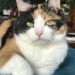 Wie wär’s mit Zypern? Wie wär's mit Zypern?