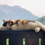 Frank chillt… Frank chillt...