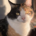 Frank will nach Mexiko! Frank will nach Mexiko!