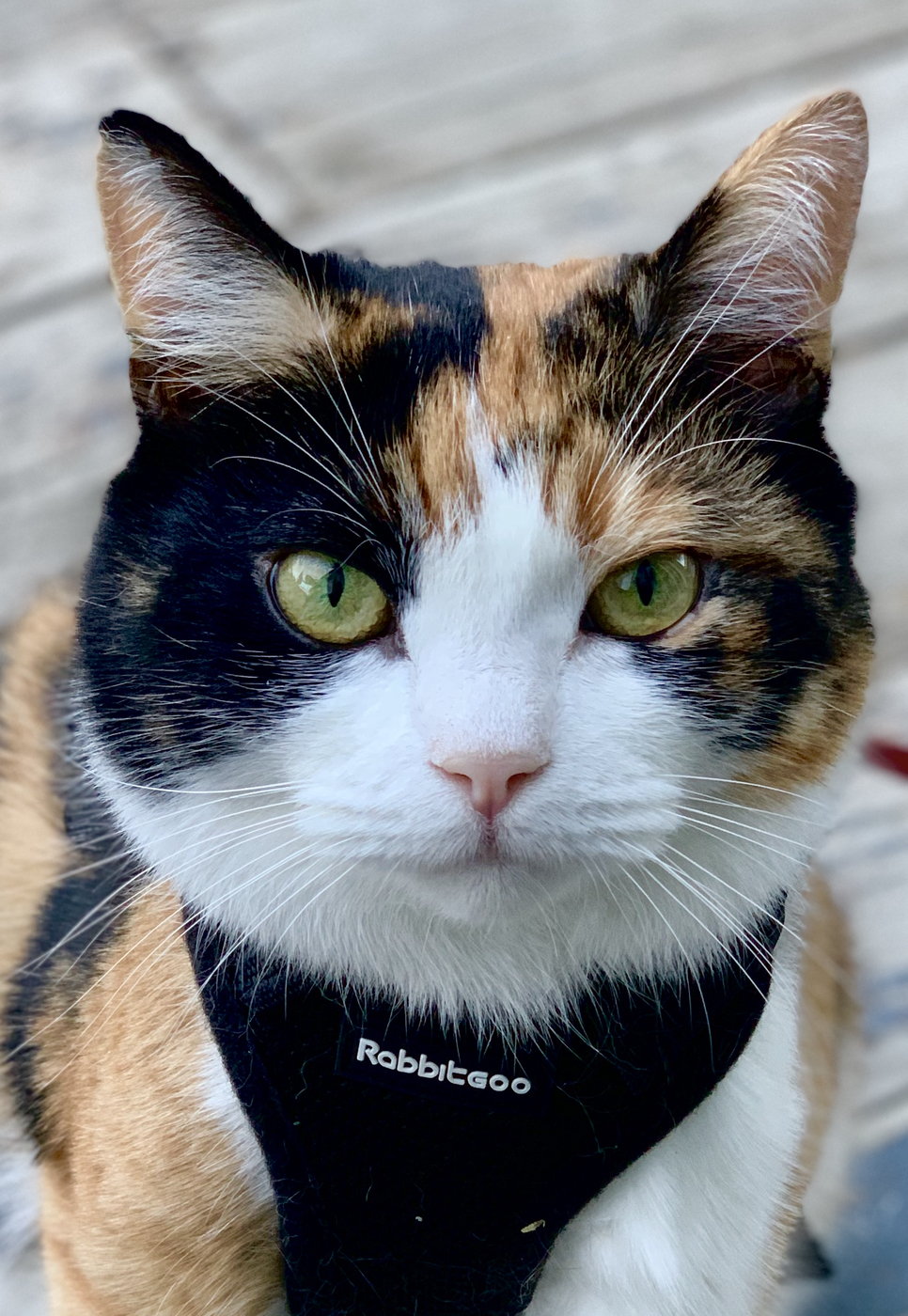 Das ist Frank! Unser Chef! Er will durch Eropa reisen… Das ist Frank! Unser Chef! Er will durch Eropa reisen...