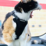 Frank will nach England, sonst frisst er uns! Frank will nach England, sonst frisst er uns!