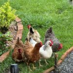 Die Hühner finden es auch sehr schön hier… und all das Gras! Die Hühner finden es auch sehr schön hier... und all das Gras!