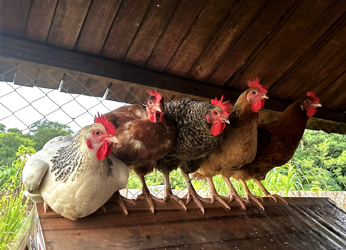 Wir holen uns ein paar Hühner für frische Eier… Wir holen uns ein paar Hühner für frische Eier...