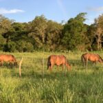 Unsere kleine Pferderanch… Unsere kleine Pferderanch...